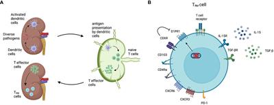 Tissue-resident memory T cells in renal autoimmune diseases